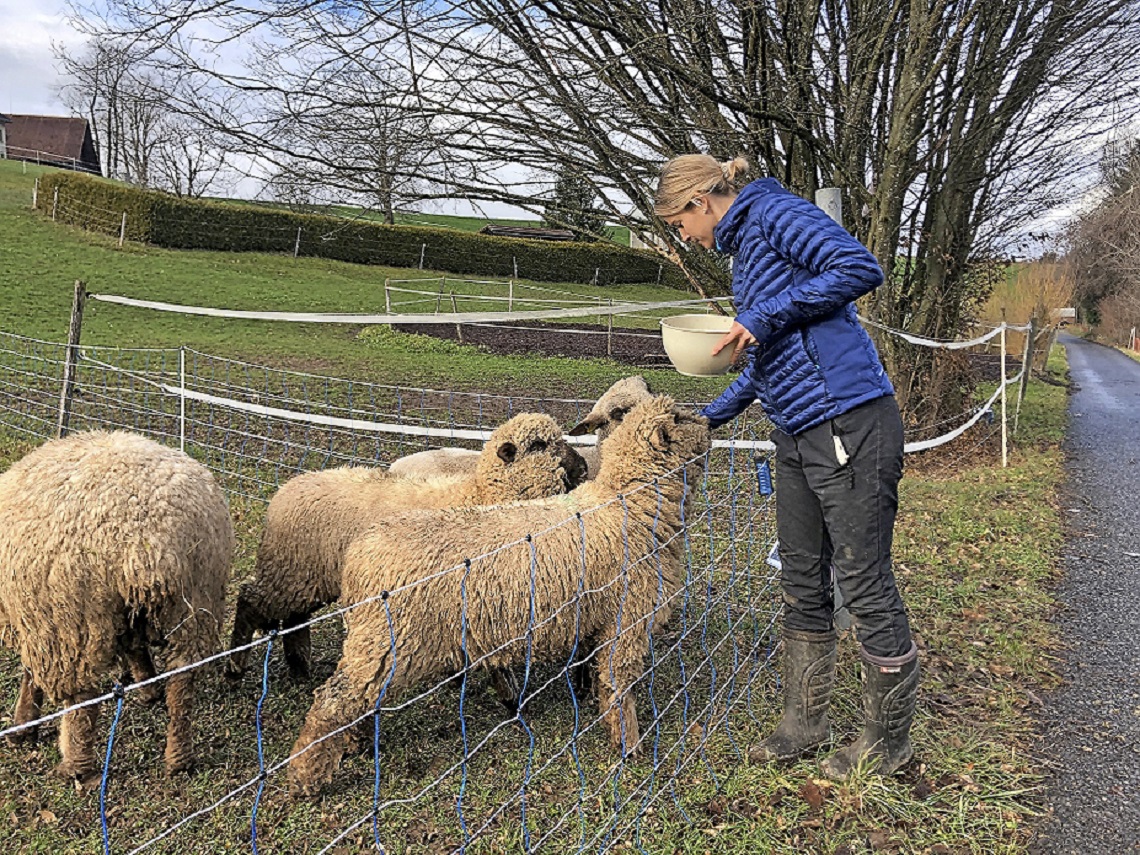 Die vier Schafe sind hungrig. (Foto: Max Kern)